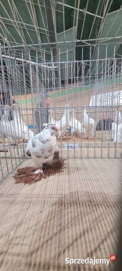 Gołąb motyl warszawski Skierniewice