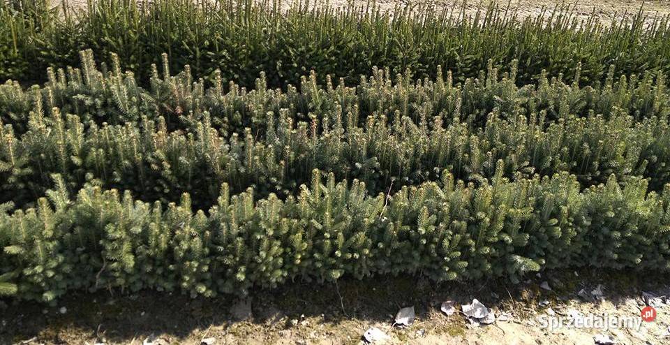 Sadzonki buka Buk pospolity na zalesienia 3 Brzostek