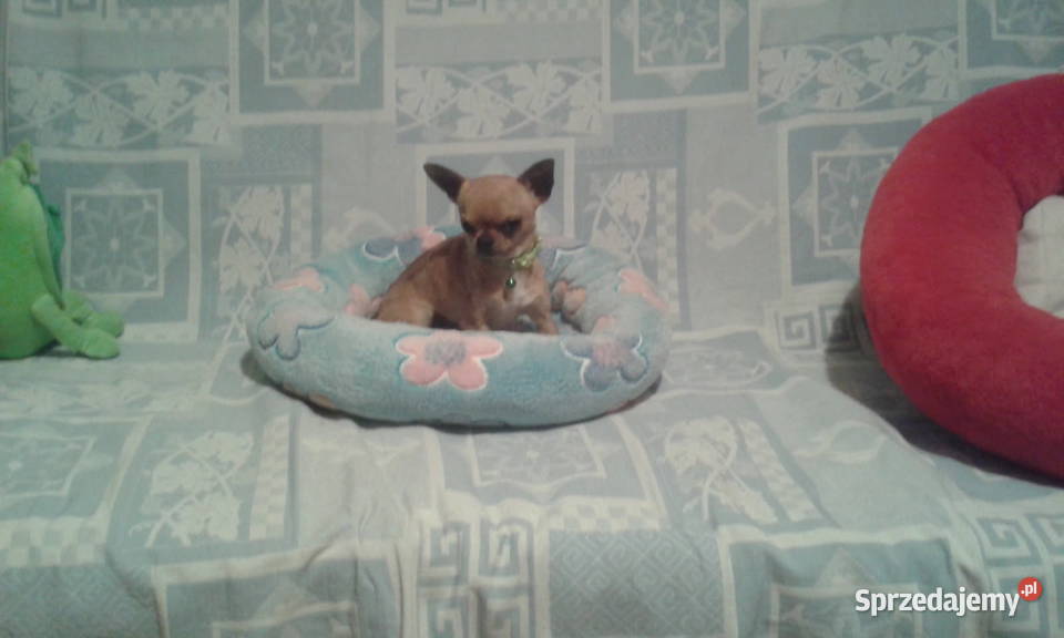Chihuahua minimini suczki z rodowodem