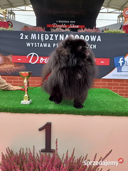 Reproduktor SZPIC MINIATUROWY pomeranian sprzedam