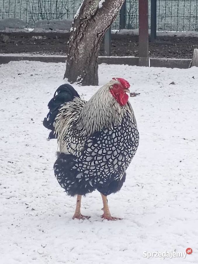 Kogut wyandotte śląskie Niewiesze