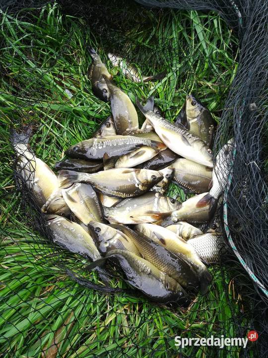 Sprzedam narybek karpia Łukawica