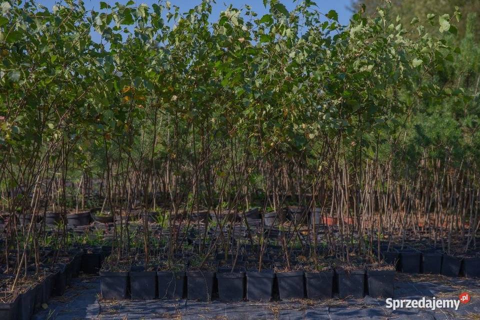 Brzoza brodawkowata Betula pendula wys 120150
