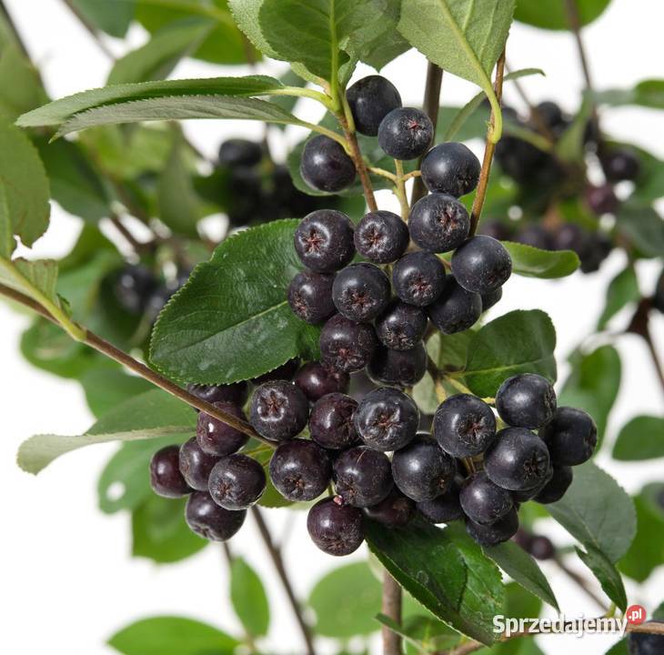 Aronia Czarna Sadzonki 3 letnie do 12m z własnej kujawsko-pomorskie Kujawy