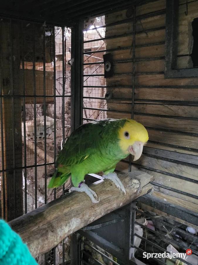 Amazonka Samiec Siedlce