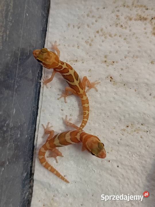 Paroedura picta gekon madagaskarski Białystok