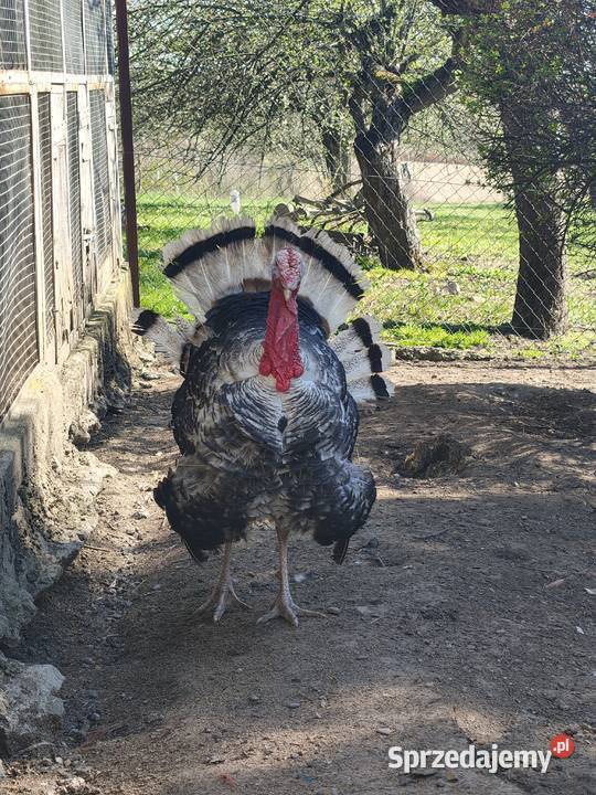 Indyk Indor odbiór w Przemyślu