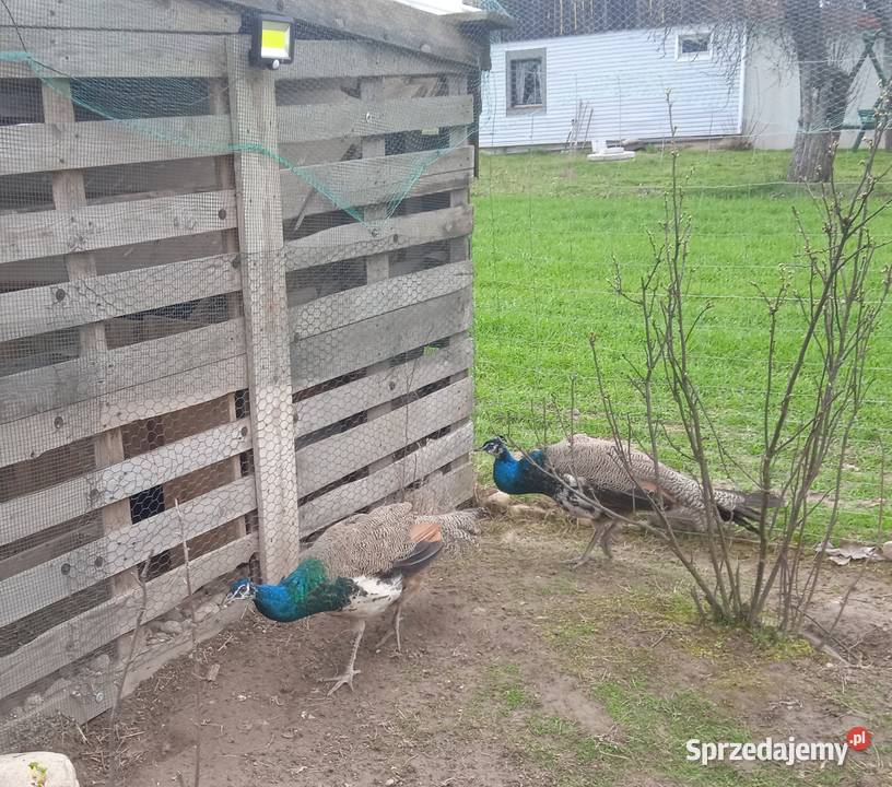 Paw pawie na sprzedarz Ptaki Lipniak