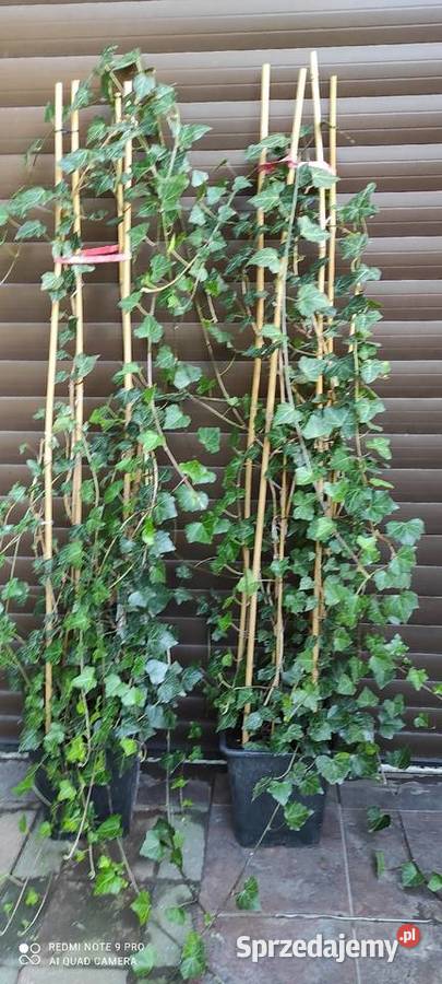 duże bluszcze Hedera Helix 160200 mazowieckie Jasieniec sprzedam