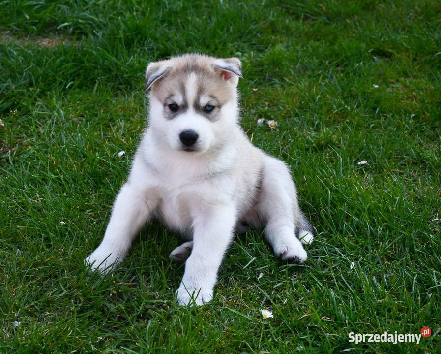 Syberian Husky ZkwP FCI śląskie Świętochłowice