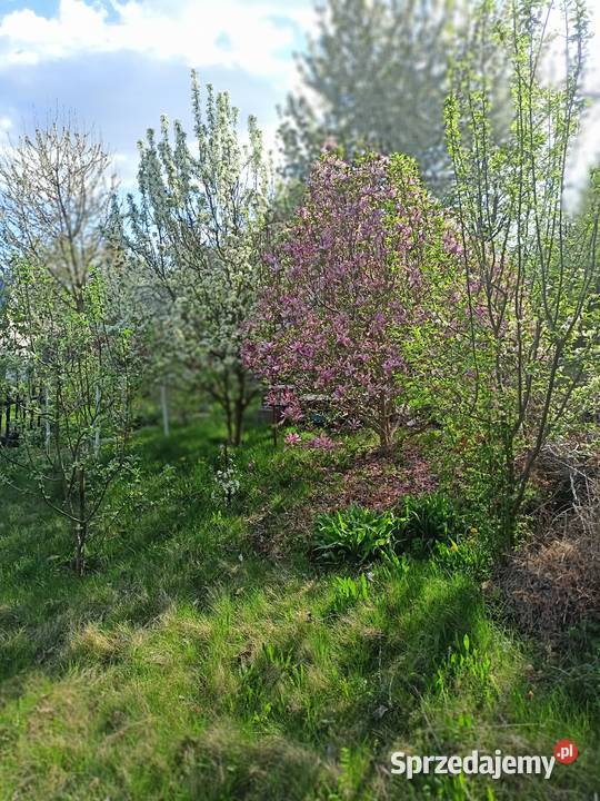 działka ogrodowa jeziorem Nysa Saperska 4 ary