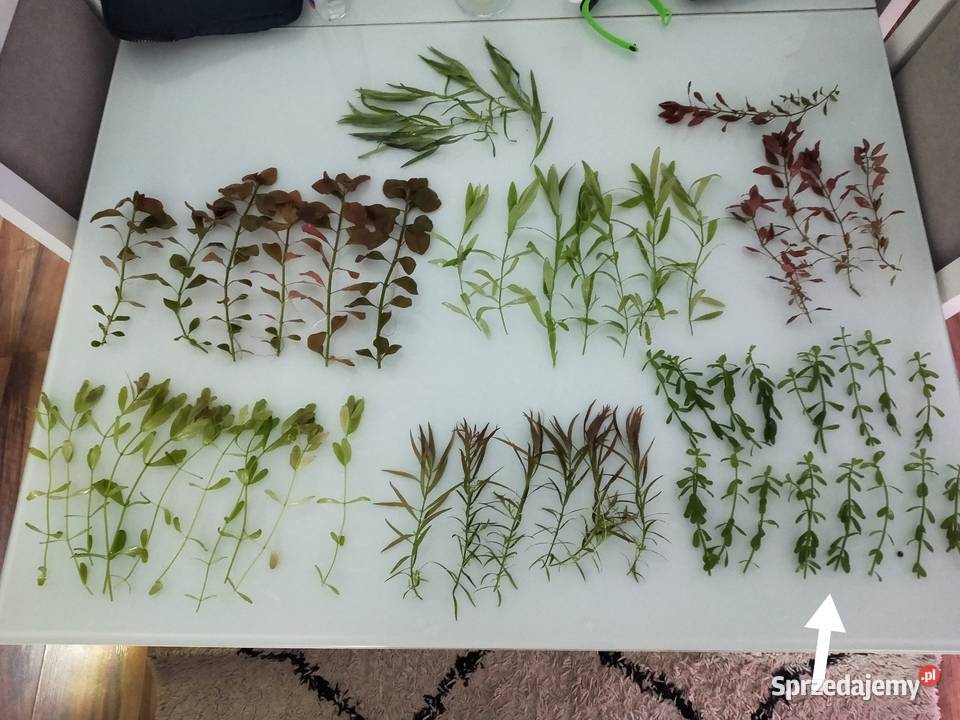 Rośliny akwariowe Hedyotis salzmanii świętokrzyskie Końskie