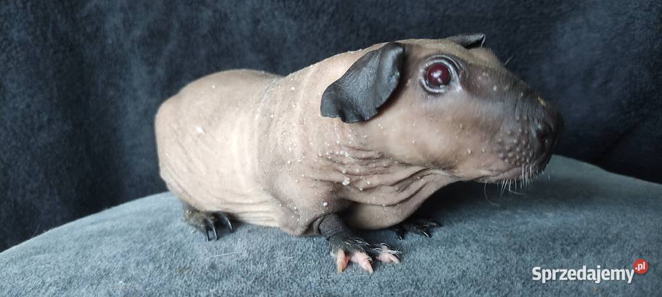 Świnka morska cavia skinny Baldwin US Teddy Gryzonie śląskie Dąbrowa Górnicza