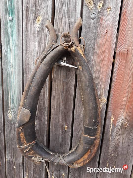 Zadbane chomąto krakowskie z podkładem Sułków