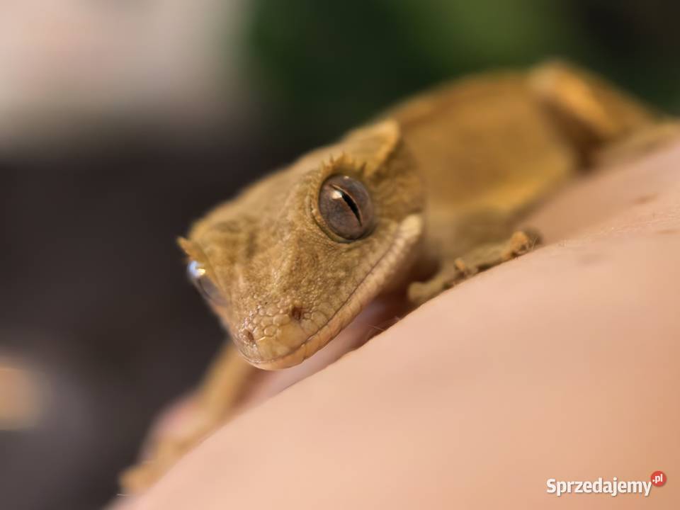 Gekon orzęsiony Wrocław sprzedam