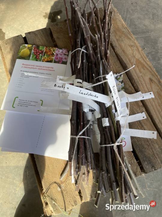 Zrazy drzew owocowych do szczepienia stare Michrów