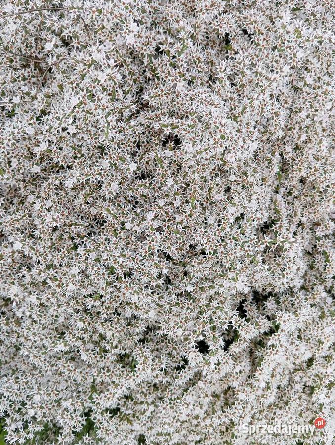 zatrwian statica kaszka 2025 Krasnystaw sprzedam