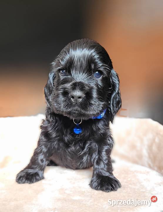 Cocker spaniel angielski pieski i suczki Łódź