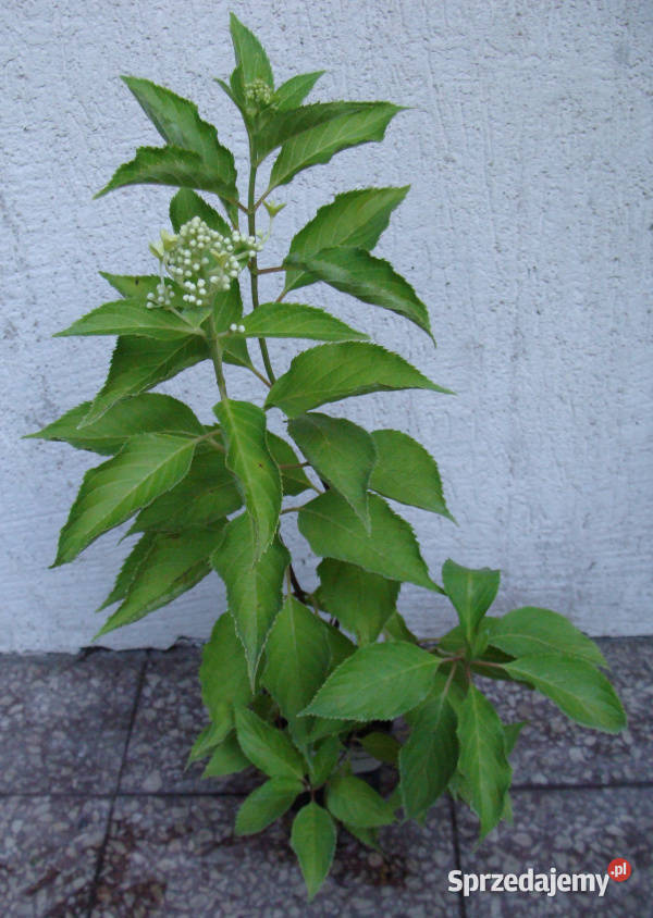 HORTENSJA BUKIETOWA LEVANA sadzonki w doniczkach Rośliny Ustronie