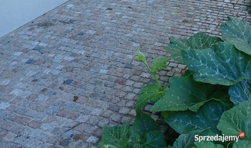 kostka granitowa szwedzka 46 promocja Szczecin sprzedam