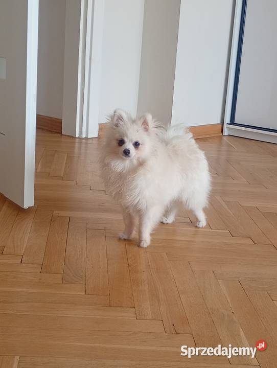 Szpic miniaturowyPomeranian łódzkie Łowicz