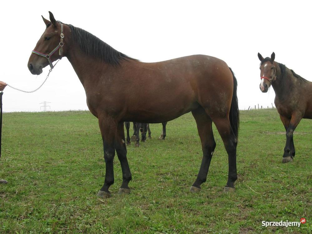 Klacz Śląską Klucz sprzedam