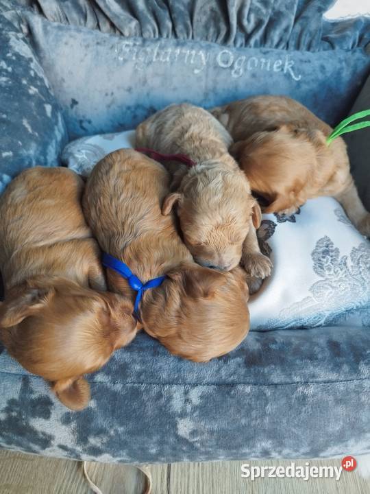 Cavapoo f1b Kraków