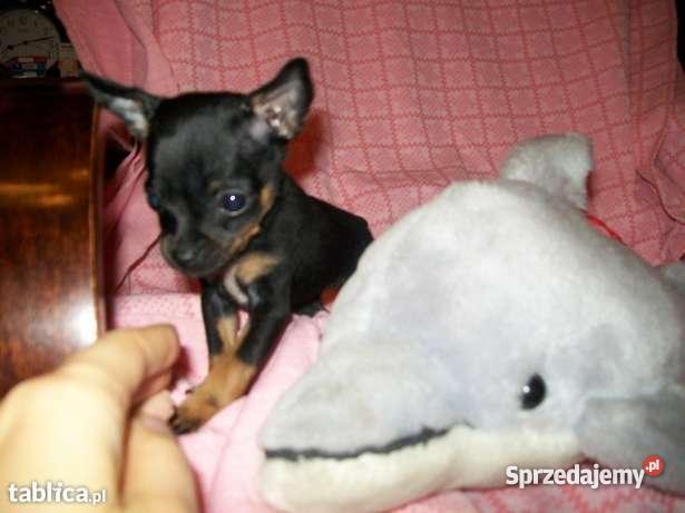 RATLEREK PINCZER MINIATURKA małopolskie Kraków sprzedam