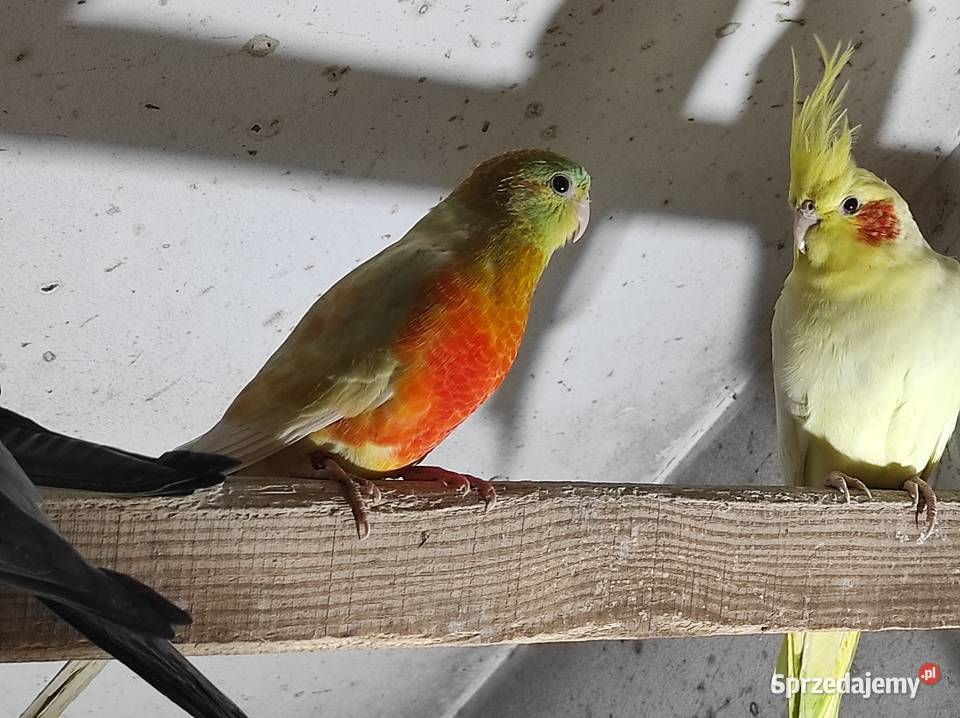 Świergotki samce i samice mazowieckie Rębków