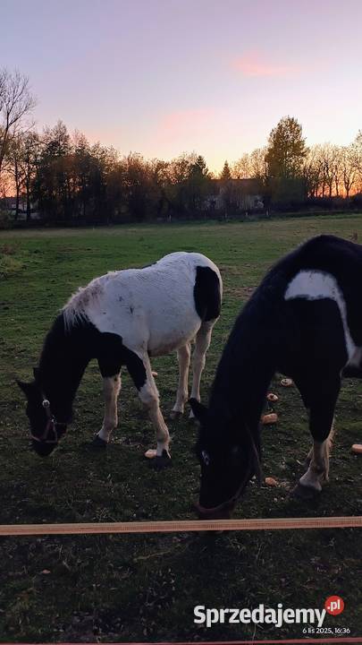 Sprzedam konie Szprotawa