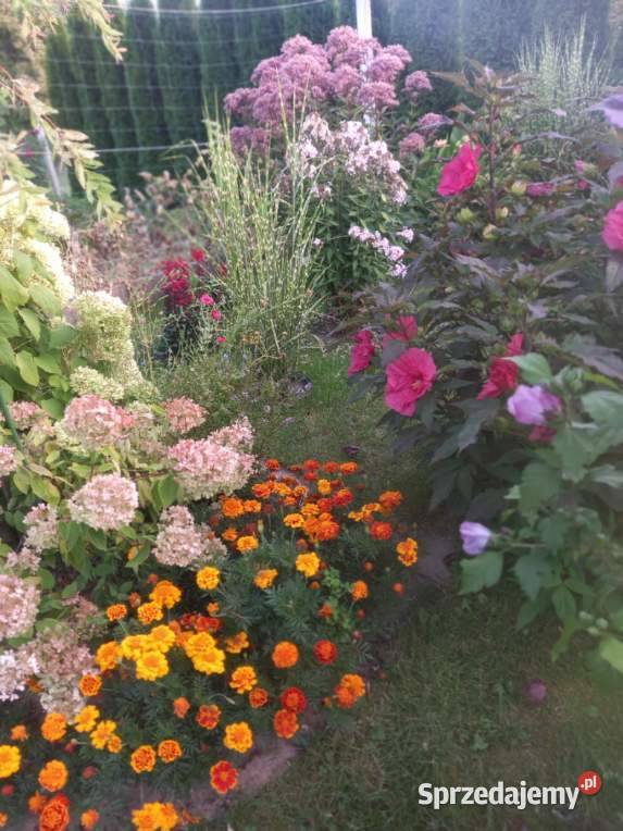 Działka ROD 300 m2 Ostrowiec Świętokrzyski