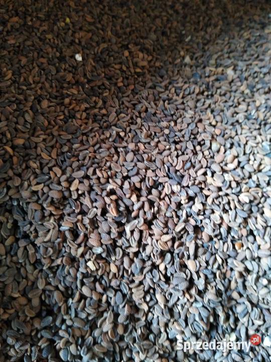 Facelia błękitna Pozostałe Żarnów