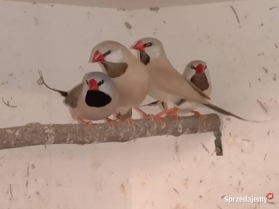 Amadyny Ostrosterne Blachownia