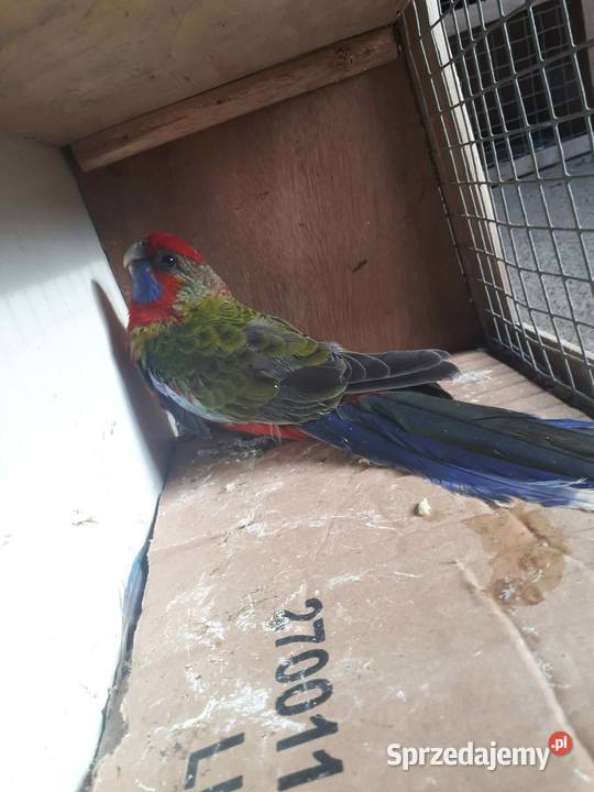 Rozelle królewskie Skała