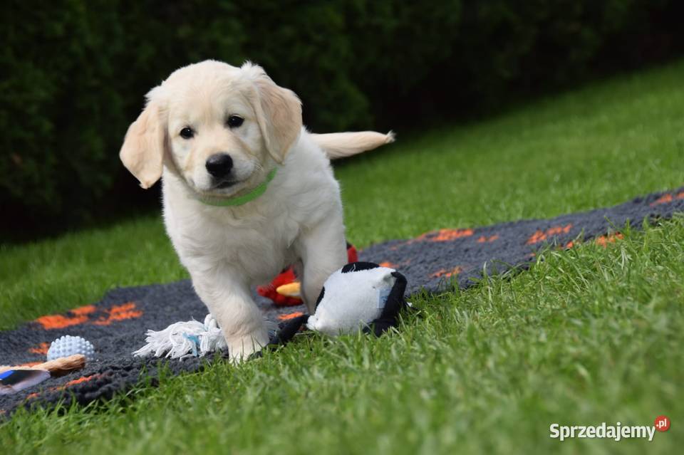 Golden Retriever Zkwp fci