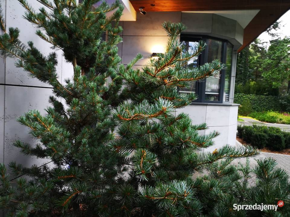 Elewacje z betonu architektonicznego elewacyjne zewnętrzne Kraków sprzedam