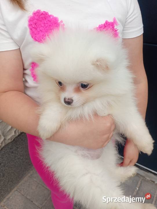 Szpic miniaturowy Pomeranian Łowicz