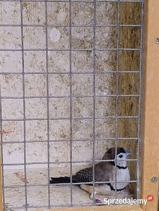 Amadyna Kratoskrzydła