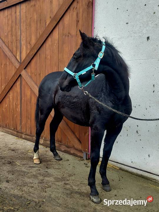 Przyszłościowy walach do malego sportu Buk