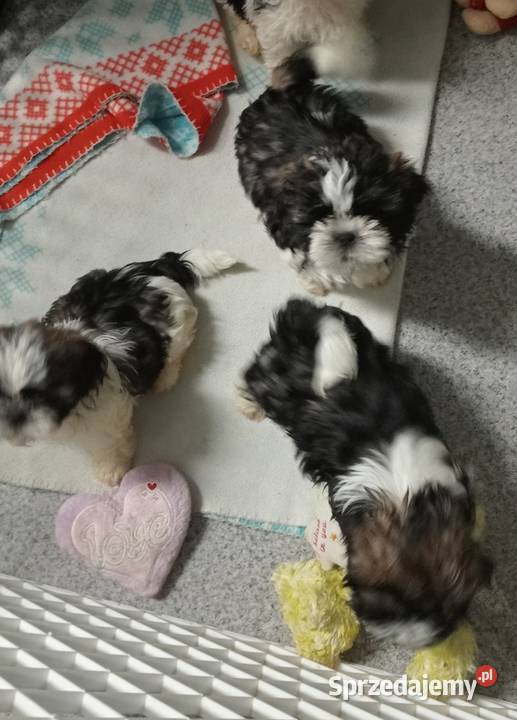Shih tzu szczeniaczki Gruszczyn