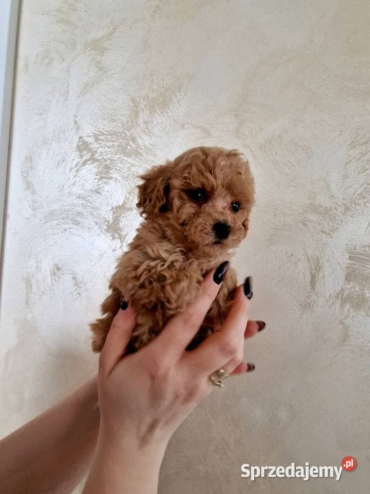 Pudel red Lou toyminiatura tatusiu FCI Jasło