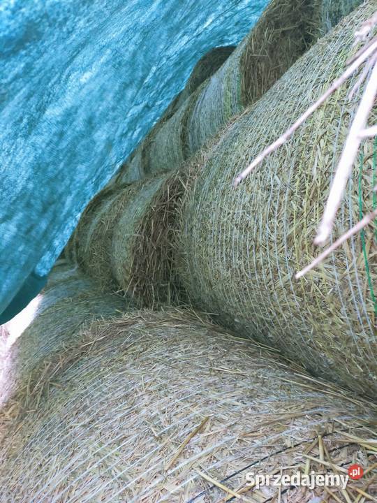 Bele Siana słoma Sianokiszonka Pace