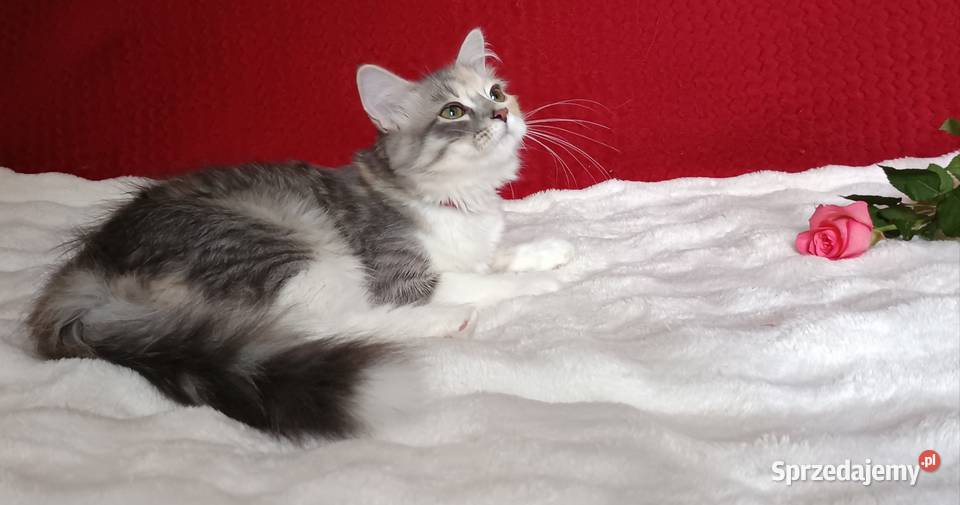 Koty Syberyjskie MAGIA ZKolakowegoDomu sprzedam