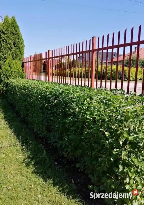 Sadzonki drzewek liściastych Lublin