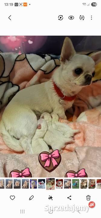 Chihuahua przepiękna dziewczynka Złocieniec