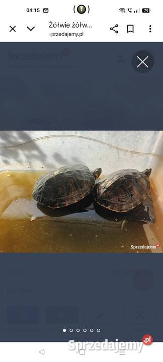 Żółw wodno lądowe lubelskie Opole Lubelskie