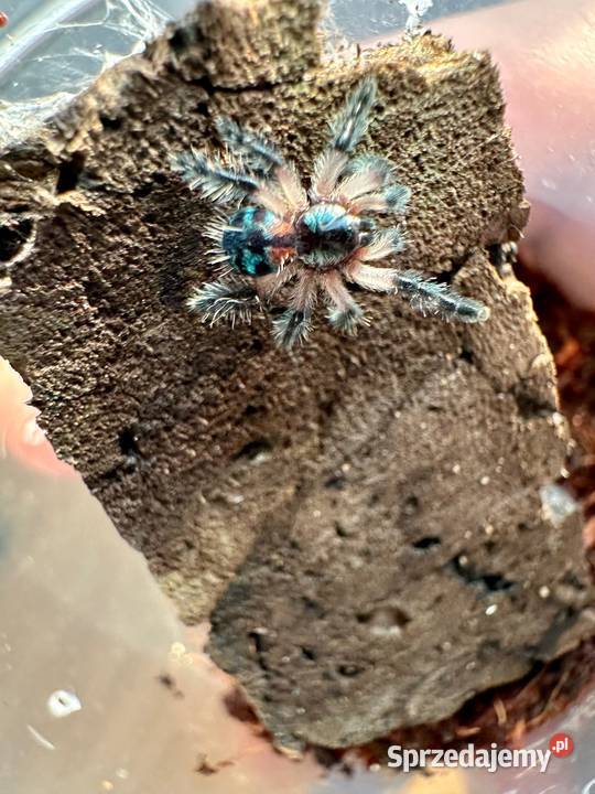 Typhochlaena seladonia L2 10sztuk