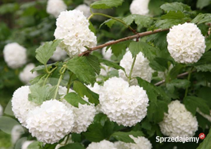 KALINA KORALOWA Viburnum opulus NASIONA 300 kujawsko-pomorskie Lubanie