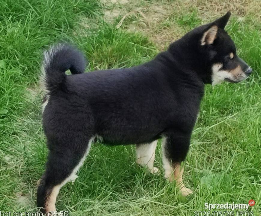 SHIBA INU Nowy miot przyjmujemy zamówienia Bychawka Trzecia sprzedam