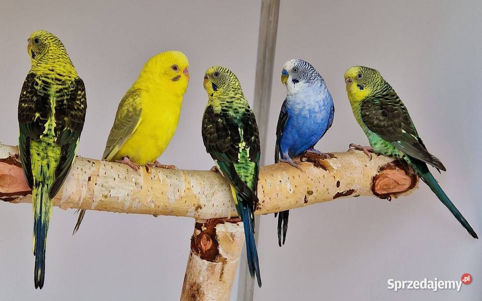 papużka falista blackwing czarnoskrzydła papugi śląskie Gliwice